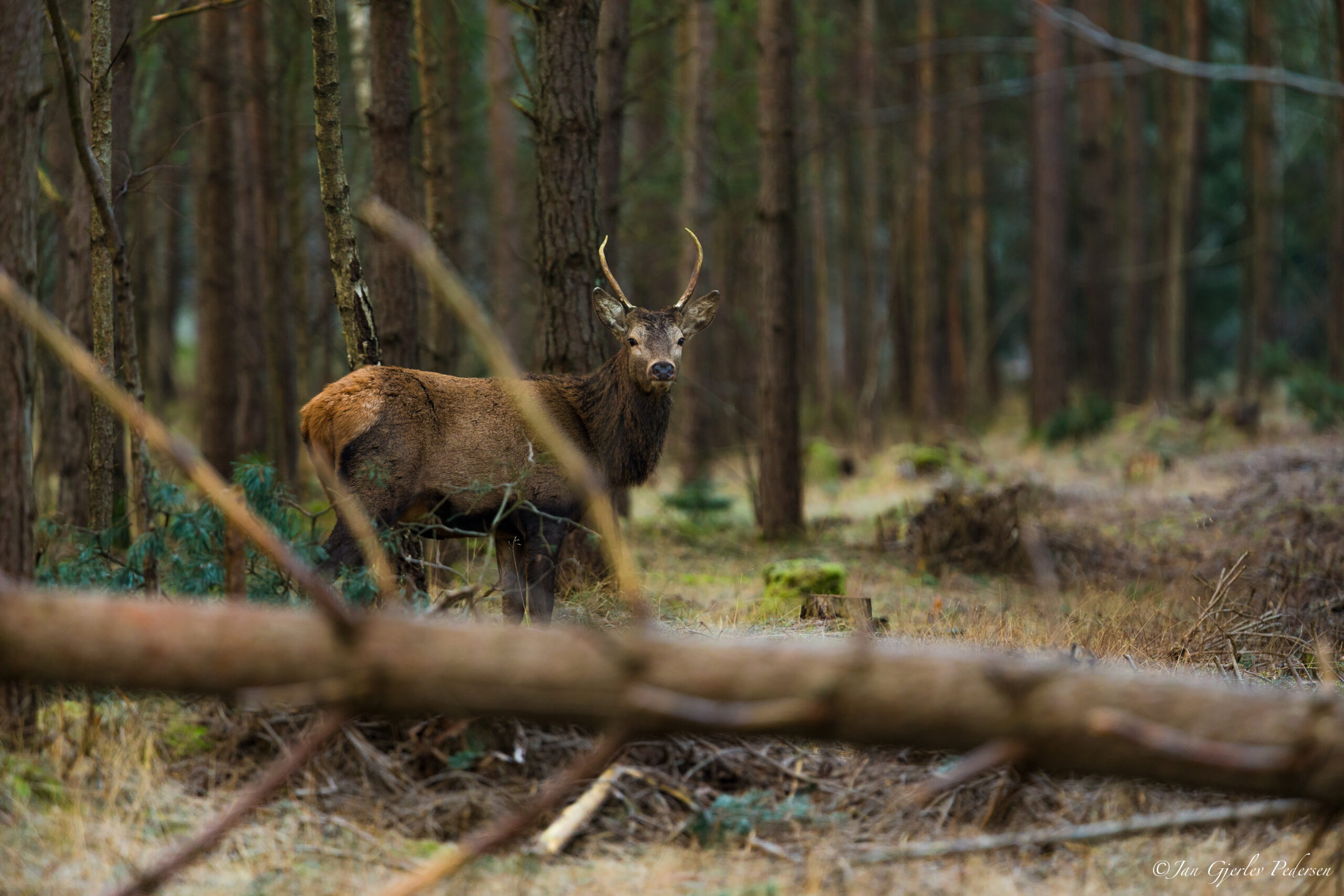 Fotojagt og natur i Halsnæs